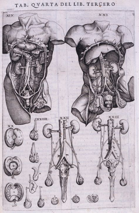 Internal Organs of the Human Body, 1556- Andreas Vesalius Organ Diagram Human, Human Organs Sketch, Creepy Anatomy Art, Internal Organs Art, Human Body Layers, Anatomy Organs Art, Anatomy Reference Organs, Victorian Anatomy Drawings, Organs Reference