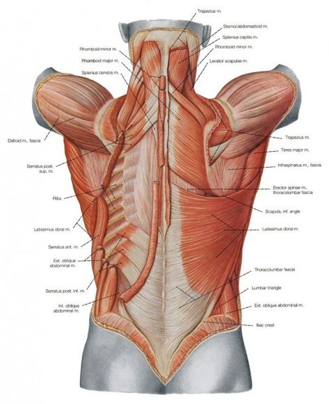 Muscle Diagram Back Muscle Diagram Anatomy, Skeletal Muscle Anatomy, Upper Limb Anatomy, Human Body Muscles, Body Muscle Anatomy, Muscular System Anatomy, Human Muscular System, Shoulder Anatomy, Muscle Diagram