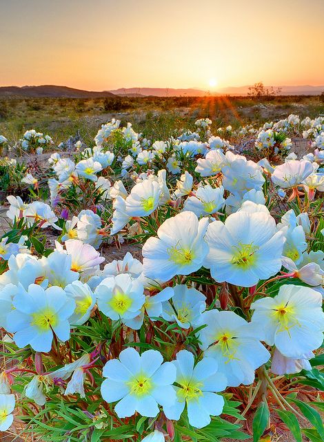 Desert Tissue Spring Flowers, Joshua Tree National Park, CA.  Photo: Ireena Eleonora Worthy, via Flickr Composition Photo, Desert Flowers, Joshua Tree National Park, Joshua Tree, Flower Field, Love Flowers, Land Scape, Pretty Flowers, Beautiful World