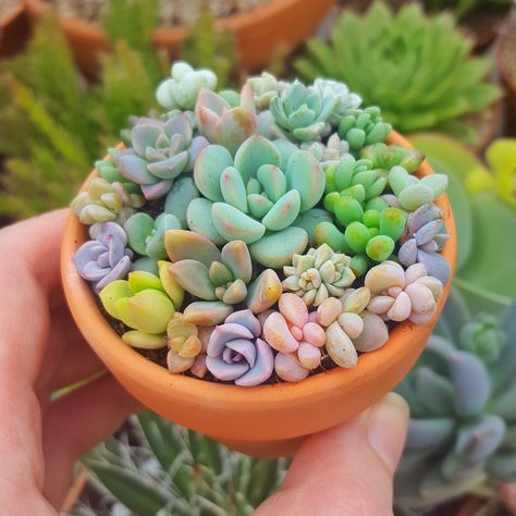 Flower Bookey, Succulent Garden Outdoor, Types Of Succulents Plants, Kaktus Dan Sukulen, Succulent Landscape Design, Succulent Garden Indoor, Baby Succulents, Succulent Landscaping, Succulent Garden Diy