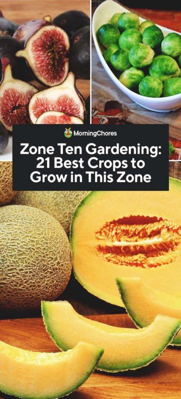 Zone Ten Gardening: 21 Best Crops to Grow in This Zone Vegetables Garden, Shtf Preparedness, Homestead Life, Homestead Ideas, Sustainable Gardening, Succession Planting, Florida Gardening, Gardening Zones, Plant Zones