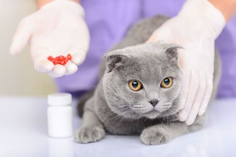 Did you know that there are many over-the-counter human medications that can be safe and effective for pets, when used correctly? Meds For Dogs, Cat Illnesses, Dog Insurance, A Pill, Bug Bites, Cat Facts, Cat Health, Cat Sitting, Cat Friendly