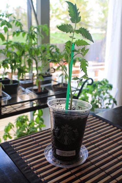 Turn a Starbucks cup into a greenhouse  and other Earth day ideas to reuse things! Diy Starbucks Cup, Plant Kween, Earth Day Ideas, Environmental Club, Reuse Things, Starbucks Crafts, Green Onions Growing, Pothos Vine, Tomato Planter