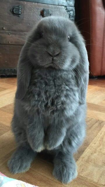 Giant Chinchilla Rabbit, Pet Bunny Rabbits, Bunny Care, Cute Bunny Pictures, Dream Pet, Bunny Stuff, Cute Small Animals, Bunny Bunny