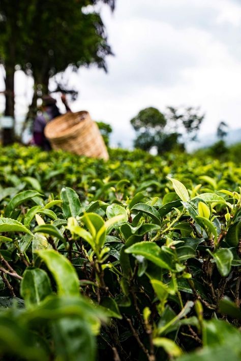 Tea Garden Photography, Anas Bukhash, Tea Garden Plants, Tea Background, Dilmah Tea, Tea Plants, Dream Tea, Tea Farm, Tea Plant