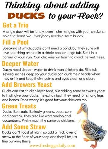 What to know about adding ducks or ducklings to your flock from poultry expert @fresheggsdaily Duck And Chicken Enclosure Ideas, How To Take Care Of Ducklings, Duck Care 101, What Can Ducks Eat, How To Care For Ducks, Flightless Ducks, Duck And Chicken Coop Together, Ducks Homestead, Duck Essentials