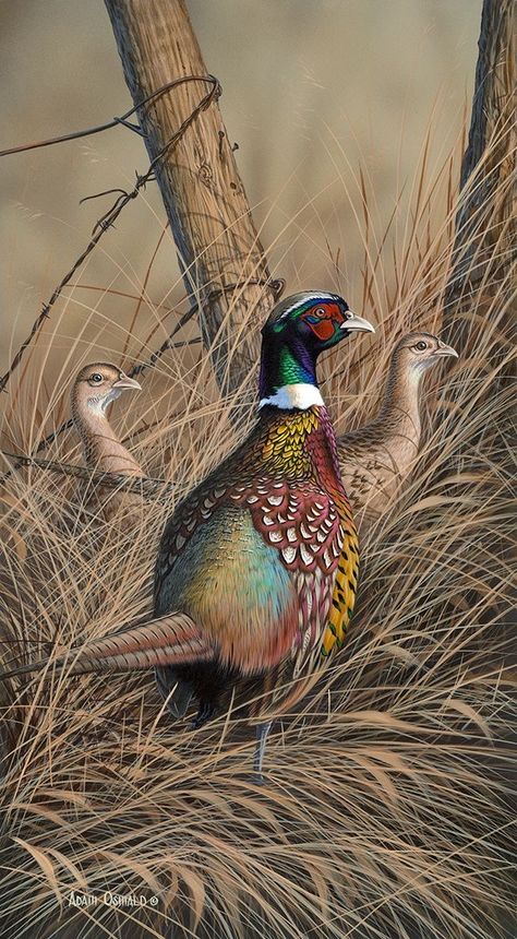 Cardinal Birds Art, Idea Paint, Duck Stamp, Hunting Art, Pheasant Hunting, Wild Animals Pictures, Bird Hunting, Wildlife Paintings, He Lives