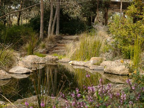 Australian Native Garden Pond, Sustainable Garden Design, Australian Garden Design, Bush Garden, Sustainable Landscaping, Australian Native Garden, Hillside Landscaping, Pond Landscaping, Natural Pond