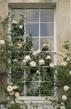 ♔ Conservatory Roses Growing, Ivy House, Babies Breath, Climbing Roses, White Gardens, Rose Cottage, Calla Lily, Window Sill, Pretty Flowers