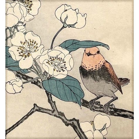 Imao Keinen, "Pear Blossoms and Rufous-Tailed Robin," 1891 First-Edition Antique Japanese Woodblock Print Japanese Print Art, Japanese Wood Block Prints, Japanese Woodcut Prints, Japanese Art Animals, Japanese Bird Art, Autumn Seasonal Color Palette, Art Deco Nature, Japanese Art Traditional, Whooping Crane