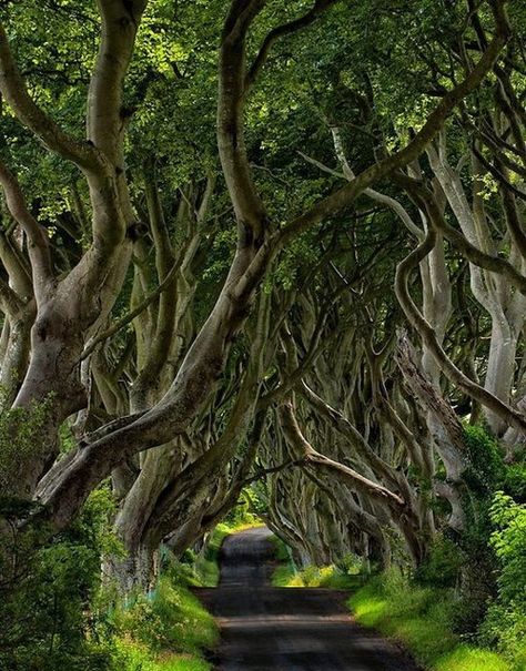 nawsk: Twisted Tree Path | Tumblr The Dark Hedges, Weird Trees, Tree Tunnel, Dark Hedges, Twisted Tree, Jolie Photo, Beautiful Tree, Lush Green, Northern Ireland