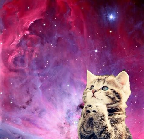 Space cats Raining Tacos, Trippy Cat, Punk Poster, Galaxy Cat, Cat Blanket, Silly Cats Pictures, Cat Icon, It's Raining, Space Cat