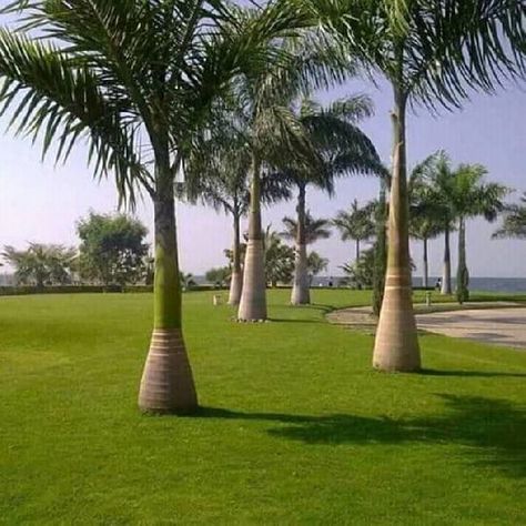 Royal palm trees Royal Palm Tree, Foxtail Palm, Trees For Landscaping, Trees Landscaping, Palm Trees Landscaping, Palm Garden, Garden Flower Beds, Home Gardens, Beautiful Flowers Garden