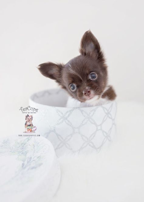 Teacup and Toy Chihuahua Puppies Mini Tea Cup Puppies, Mini Puppies Teacups, Miniature Puppies Teacups, Toy Chihuahua, Shih Tzu Poodle, Cute Tiny Dogs Tea Cups, Toy Chihuahua Tea Cups, Chihuahua Puppies For Sale, Teacup Chihuahua Puppies