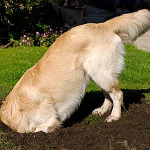 5 DIY Secrets To Fixing Common Pet Problems | Reader's Digest Dogs Digging Holes, Stop Dogs From Digging, Dog Digging, Dog Friendly Garden, Digging Dogs, Monty Don, Cheap Dogs, Dog Info, Pet Ideas