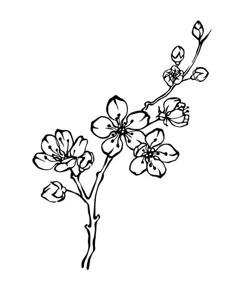 Hand drawn cherry blossom branch outline monochrome vector illustration Cherry Blossom Outline, Blossom Drawing, Anime Cherry Blossom, Cherry Blossom Drawing, Branch Drawing, Cherry Blossoms Illustration, Monochrome Illustration, Branch Vector, Blossom Branch