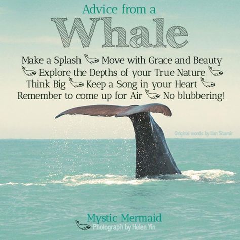 Wise whale words Whale Symbolism Meaning, Blue Whale Quotes, Breaking For Whales, Whale Spiritual Meaning, Facts About Whales, Latin Words, Spiritual Meaning, True Nature, Ocean Creatures