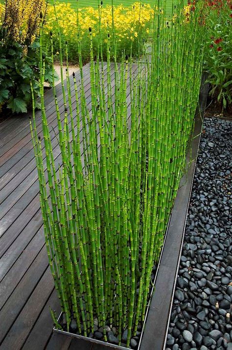 Using Architectural Plants in the Garden - Tips & Ideas! Horsetail reed (grown the right way) is a great way to add structure to your garden! These are incredibly invasive, but grown contained in a container are interesting plants. Patio Landscape Design, Tanaman Air, Modern Garden Landscaping, Kolam Koi, Bog Plants, Architectural Plants, Modern Landscape Design, Secret Gardens, Have Inspiration