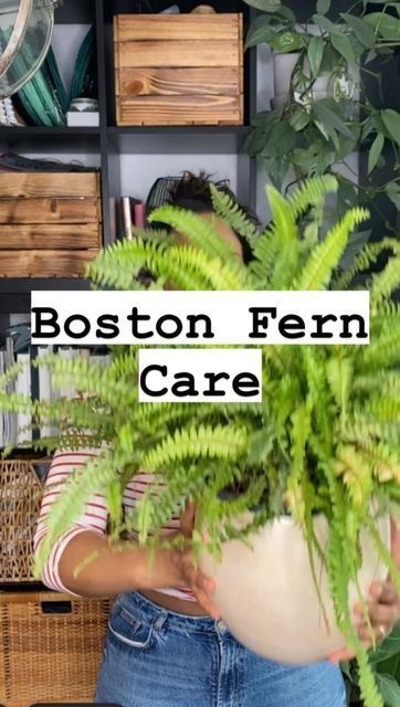 Em Deacon - Houseplant Tips to keep your plants thriving! 🌿 on Instagram: "Here’s how I care for my Boston Fern…to limit the dry & crispy leaves I keep it in my bathroom where it gets a boost of humidity several times a day! . #bostonfern #plantcare #indoorgardening #planttips #plantsmakepeoplehappy" Boston Fern Bathroom, Houseplant Tips, Ferns Care, Boston Fern, Plants Indoor, My Bathroom, I Care, Plant Care, Fern