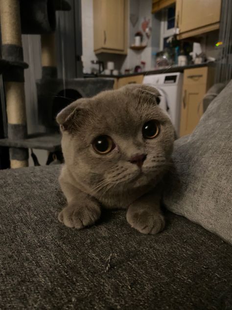 Kittens Scottish Fold, Scottish Fold Aesthetic, Scottish Fold Cat Aesthetic, Sister Minnie, Aesthetic Cat Tattoo, Scottish Fold Cats, Cat Tattoo Design, Cats Tattoo, Scottish Fold Kittens