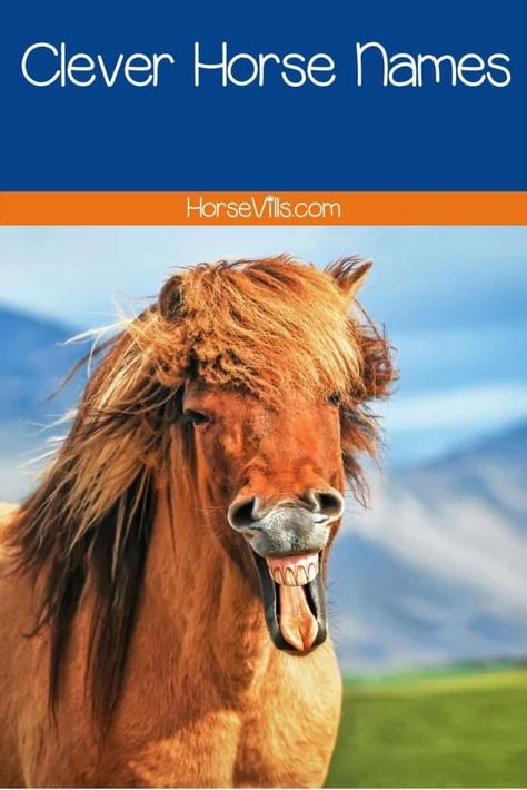 200+ Clever Horse Names (Downright Funny Ideas) Horse Show Names, Funny Horse Names, Horse Puns, Female Horse, Mare Horse, Horse Information, Funny Ideas, Types Of Horses, Horse Names