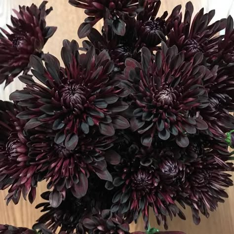 Black Dahlias Aesthetic, Dark Purple Flower Arrangements, Black Dahlia Aesthetic, Black Satin Dahlia, Purple Dahlia Bouquet, Gothic Bridesmaid Dresses, Dark Chrysanthemum, Dark Flowers Aesthetic, Halloween Bridesmaid Dress