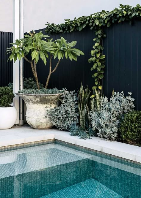 Garden Pool Design, Pool Plants, Outdoor Pool Area, Pool Landscape Design, Small Pool Design, Pot Garden, Pool Landscape, Succulent Gardens, Backyard Pool Landscaping