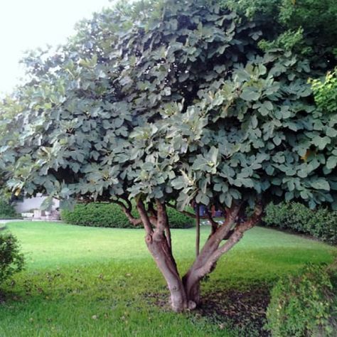 Fig Tree Garden, Tree Garden Design, Tree Landscaping, Texas Landscape, Tree Garden, Fig Tree, Landscape Trees, Landscape Ideas, Outdoor Landscaping