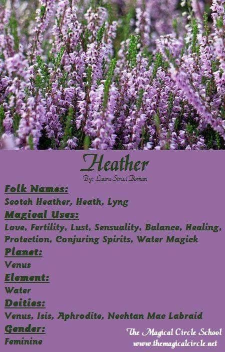 Heather Plant Magick, Magical Circle, Scottish Heather, Magickal Herbs, Witch Herbs, Green Witchcraft, Witch Garden, Magic Herbs, Magical Herbs