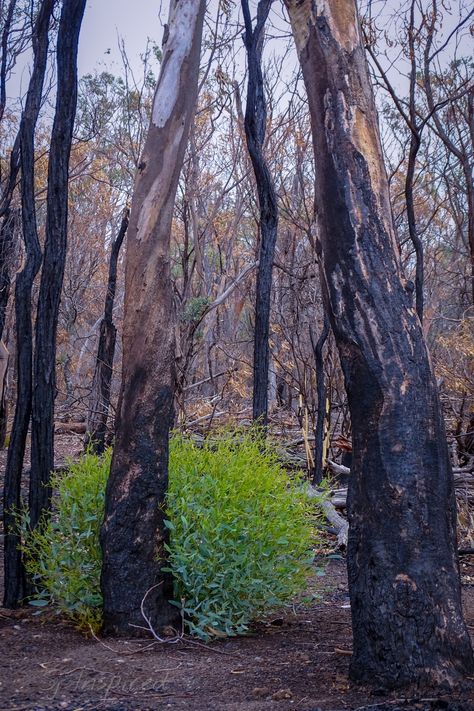 Game Place, Sony Photography, Sand Dunes National Park, G Photos, Fire Damage, Life Nature, Puzzle Games, Forest Wallpaper, Bc Canada