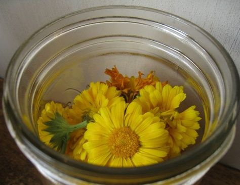 How to Make Calendula Extract at Home Harvesting Calendula, Growing Calendula, Calendula Flowers, Calendula Officinalis, Gardening Vegetables, Infused Oil, Healing Plants, Herbal Healing, Organized Chaos