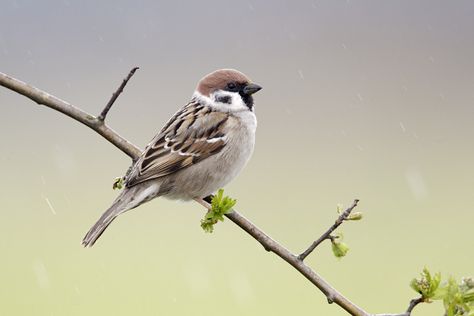 Tree sparrow, Passer montanus, single bird on branch, Warwickshire, April 2012 Tree Sparrow, Sunflower Pictures, Bird On Branch, April 2012, Birds Tattoo, Cute Images, Nature Animals, Wildlife Photography, Animal Drawings