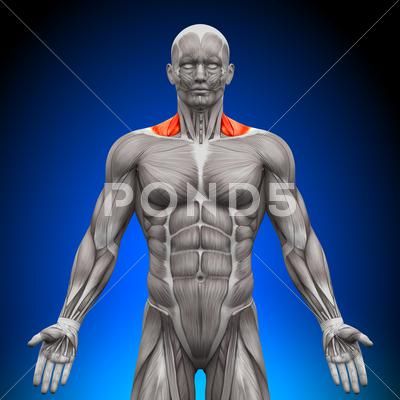 Trapezius Front / Neck Muscles - Anatomy Muscles Stock Photos #AD ,#Neck#Front#Trapezius#Muscles Forearm Anatomy, Trigger Points Neck, Neck Muscle Anatomy, Sartorius Muscle, Anatomy Muscles, Tensor Fasciae Latae, Sternocleidomastoid Muscle, Glute Medius, Shoulder Problem