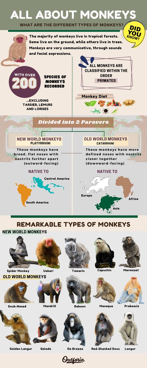 Monkeys are our closest relatives in the animal kingdom. But how much do you actually know about these remarkable creatures? In this article, we’ll introduce you to the 25 most amazing types of monkeys in the world. From intelligent chimpanzees to beautifully colored mandrills, we have photos and fun facts about all the world’s most spectacular primate species Different Types Of Monkeys, Monkey Species, Animal Infographic, Wildlife Facts, Types Of Monkeys, Homeschool Preschool Activities, Fun Facts About Animals, Brain Facts, Mandrill