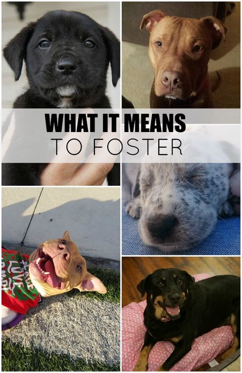 Foster Dogs, Foster Animals, Socializing Dogs, Foster Dog, Animal Advocacy, Pet Life, Old Dogs, Rescue Dogs, Happy Animals