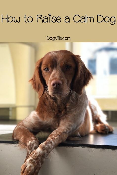 How To Raise a calm dog: Looking for the best tips for training a puppy so that it grows into a mellow dog? Lou Dog, Training A Puppy, Puppy Time, Puppies Tips, Calm Dogs, Best Dog Training, Puppy Care, Dog Training Obedience, A Puppy