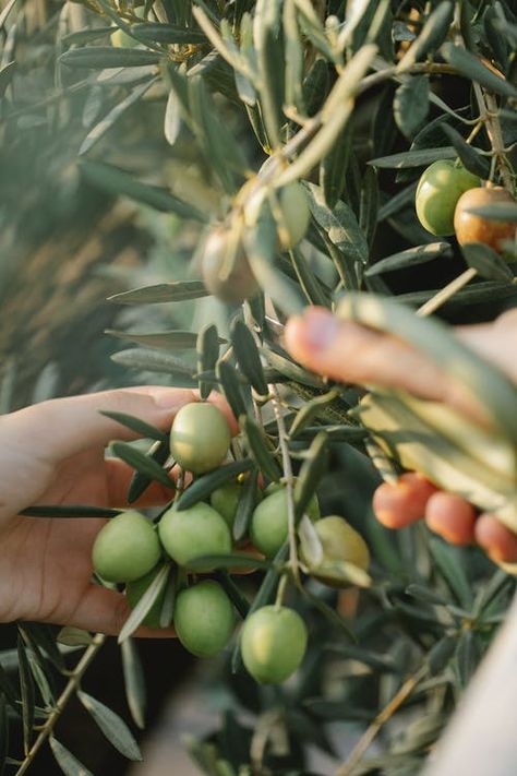 Branch with green olives on farm in daylight · Free Stock Photo Athena Aesthetic, Ancient Greece Aesthetic, Mediterranean Aesthetic, Athena Goddess, Green Olives, Olive Fruit, Shadow Work, Olive Tree, Olive Branch