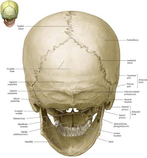 SCALP The scalp refers to the layers of skin and subcutaneous tissue that cover the bones of cranial vault. =The scalp denotes the soft tissue that covers the cranial vault (skull cap or Calabria in particular Extension ￼ ￼ The scalp extends from the external occipital protuberance and superior nuchal lines posteriorly to the supraorbital margins anteriorly Laterally on each side it extends upto superior temporal line ￼ Layers of scalp It is a multi-layered structure with a good blood Bones Of The Head, Neck Muscle Anatomy, Human Body Science Projects, Famous Drawing, Human Body Structure, Human Skeleton Anatomy, Human Body Science, Anatomy Bones, Skull Anatomy