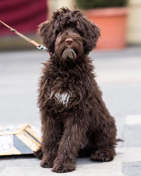 Gilberto, Portuguese Water Dog (5 m/o), 14th & 9th Ave., New York, NY • "He's getting groomed tomorrow." Boxer Dog Tattoo, Big Dog Toys, Portugese Water Dogs, Miniature Dog Breeds, Outdoor Dog Toys, English Dogs, Dog Grooming Shop, Cool Dog Houses, Big Dog Breeds