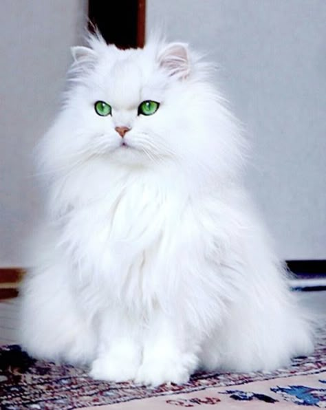 Beautiful Cat Images, Ragamuffin Cat, Most Beautiful Cat Breeds, Beautiful Cat Breeds, Cute Cats Photos, Gorgeous Cats, Cute Baby Cats, White Cats, Cat Aesthetic