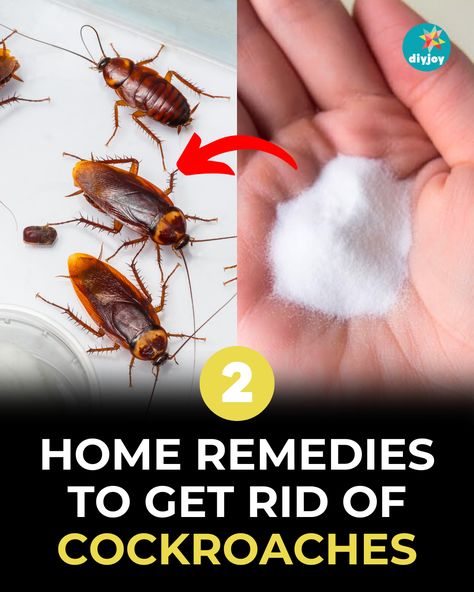 Dealing with cockroaches at home? Get rid of them with these DIY natural cockroach repellents. Find the instructions here. Get Rid Of Cockroaches Forever, Home Remedies For Cockroaches, Home Remedies For Roaches, Fall Hanging Baskets, Get Rid Of Cockroaches, Cockroach Repellent, Diy Floor Cleaner, Kill Roaches, Getting Rid Of Rats