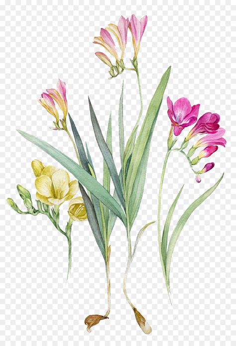 Freesia Botanical Illustration, Watercolour Freesia, Freesia Illustration, Floral Background Png, Watercolor Floral Background, Flower Pattern Drawing, Tropical Illustration, Blue Drawings, Watercolour Flowers