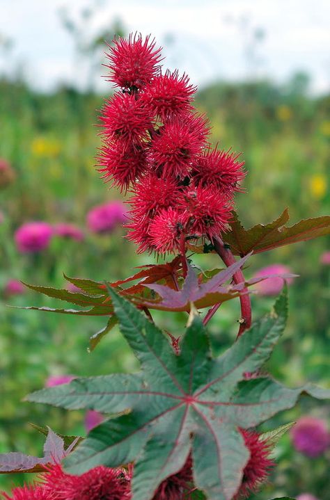 Hiroshi Kobayashi, Witchy Plants, Castor Oil Plant, Castor Plant, Poisonous Flowers, Castor Bean Plant, Poison Heart, Deadly Plants, Castor Bean