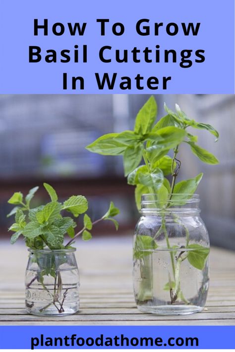 7 Tips To Successfully Grow Common Sweet Basil At Home #grow #basil How To Grow Basil In Water, How To Grow Herbs In Water, Basil Indoors Growing, Plants That Grow From Cuttings, Growing Basil In Water, Sweet Basil Plant, How To Grow Basil In A Pot, Grow Basil In Water, How To Grow Basil Indoors