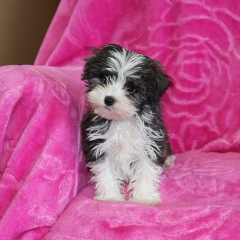 Yorkie Dogs For Sale, Havanese Haircuts Teddy Bears, Toy Poodles For Sale, Cute Tiny Dogs, Havanese Black And White, Cheap Puppies, Small Dogs For Sale, Yorkie Poo Puppies, Cute Puppies For Sale