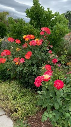 Beautiful Flower Garden Ideas, Flowers Video Beautiful, Flower Pictures Roses, Video Of Flowers, Rose Flower Video, Rose In Garden, Carpet Roses, Roses Garden Care, Roses Climbing