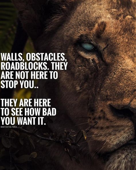 Remember this the next time you feel like quitting.. Remember why you started in the first place! Conquer every obstacle that stands… Lion Memes, Memes Motivation, Lion Quotes, Daily Quotes Positive, Fitness Motivation Quotes Inspiration, Goal Quotes, Warrior Quotes, Best Motivational Quotes, Badass Quotes