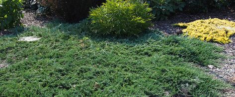 Juniper Ground Cover Slope, Blue Rug Juniper Ground Cover, Blue Star Juniper Companion Plants, Juniperus Squamata Blue Star, Hetzii Green Columnar Juniper, Blue Rug Juniper, Blue Star Juniper, Bushes And Shrubs, Blue Foliage