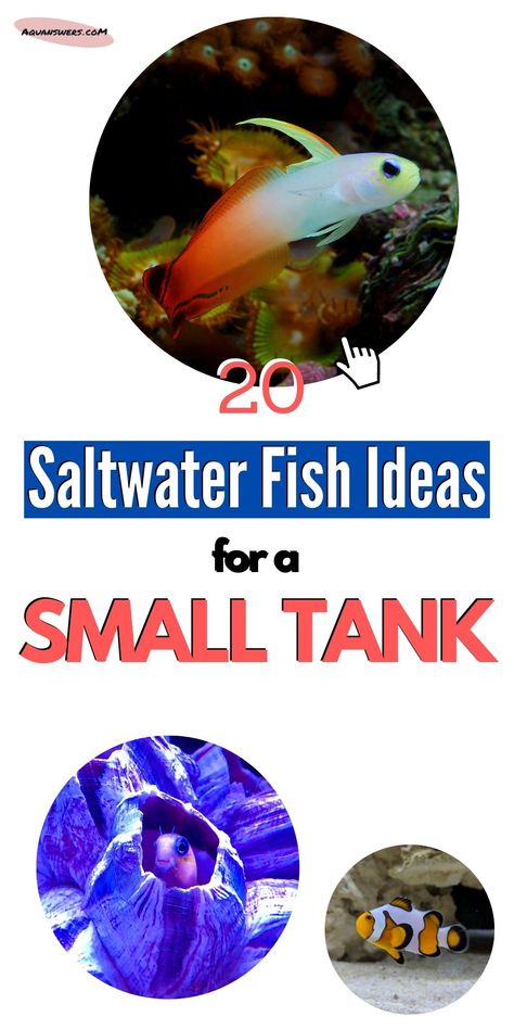 Check out 20 saltwater fish ideas for stocking your new small tank! All of these fish remain small in their adulthood and I made sure to point out which are reef-safe! Nano fish #20 is simply gorgeous and somewhat underrated. Micro Saltwater Aquarium, Saltwater Aquarium Design, Small Saltwater Tank, 3 Gallon Fish Tank, Reef Safe Fish, Saltwater Aquarium Beginner, Saltwater Aquarium Setup, Nano Reef Tank, Marine Fish Tanks