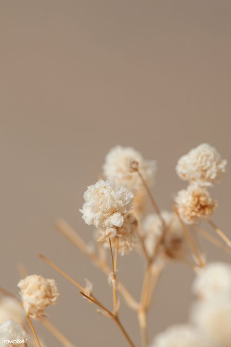 Dried gypsophila flowers macro shot | premium image by rawpixel.com / Teddy Rawpixel Dried Flower Wallpaper, Earth Tones Wallpaper Iphone, Floral Watercolor Background, Gypsophila Flower, Wallpaper Estetika, Flower Window, Baby Breath, Cream Aesthetic, Beige Wallpaper